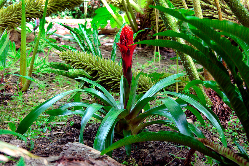 Tropical 1 
 Keywords: Viriesea speldens plant flower red Gunnera tropical exotic garden england
