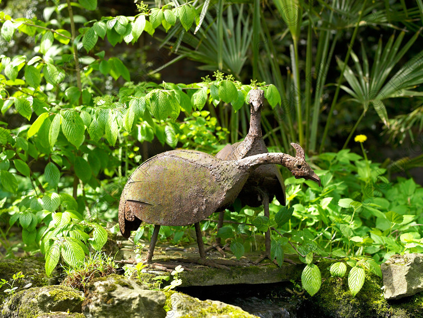 West Malling-16 
 Two peacocks admiring their reflections in the pond. 
 Keywords: garden Kent flowers flower beds pots scuplture town garden statues peacocks water