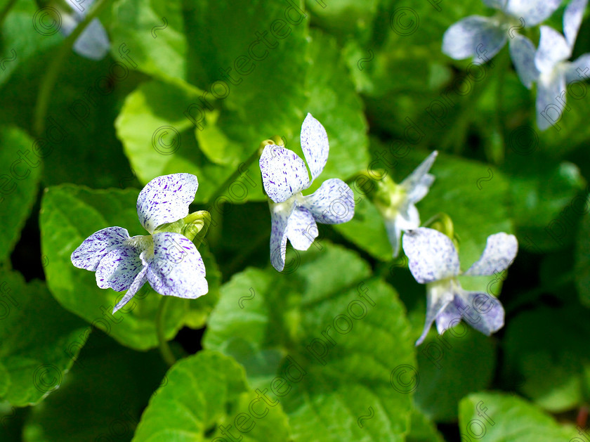 West Malling-18 
 Viola "Freckles" easily grown & gorgeous according to Anne. 
 Keywords: garden Kent flowers flower beds pots scuplture town garden statues viola Freckles