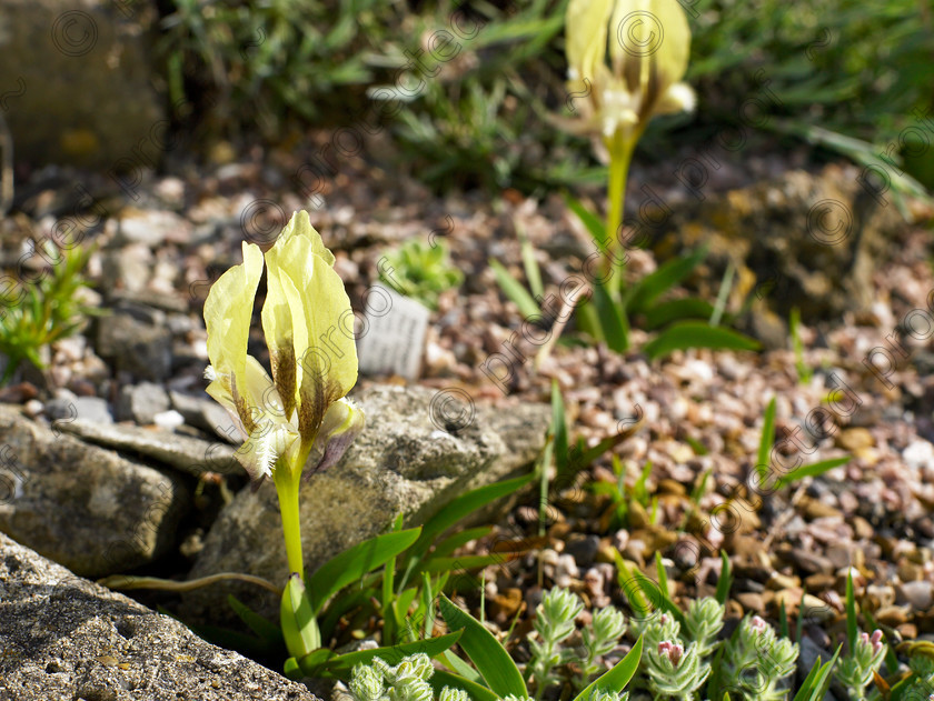 Loose-22 
 Iris suaveolens may be tiny but it stands proud in one of the troughs. 
 Keywords: garden kent rockeries alpines flowers bungalow flower beds rockery Iris suaveolens trough