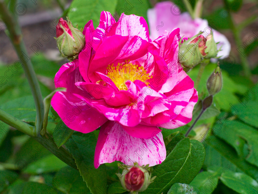 Wildlife garden-26 
 Rosa Gallica 
 Keywords: garden sussex flowers wildlife wild rose Rosa Gallica