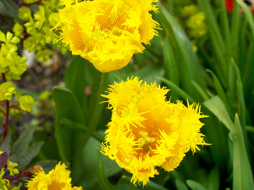 Dormers-11 
 Tulipa "Hamilton". 
 Keywords: garden west sussex sussex flowers flower beds chalk countryside yellow tulip Tulipa Hamilton