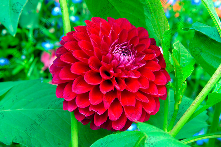 Dhalia 1 
 Dhalia, flower, red