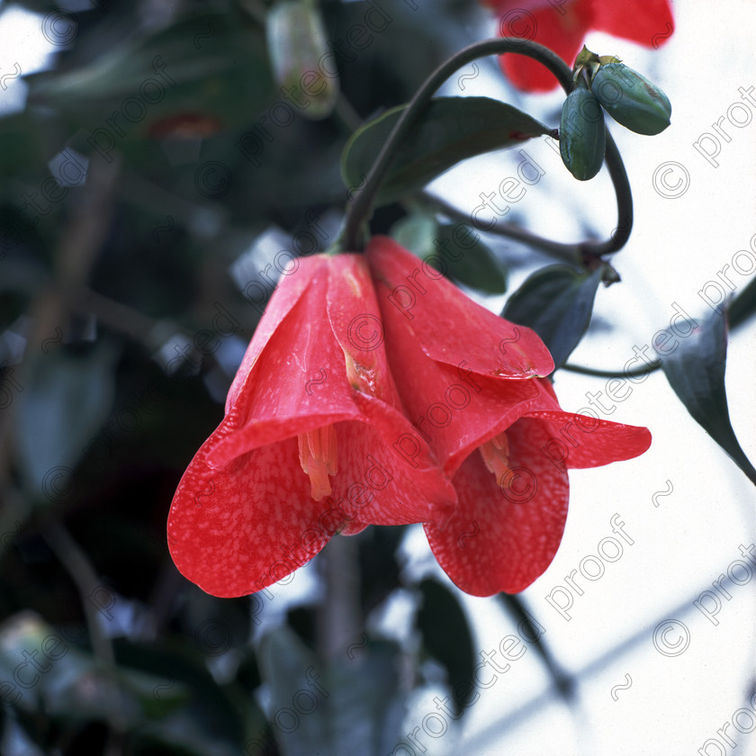Lapiger Rosea 
 Lapiger Rosea flower 
 Keywords: flower garden national flower of chili pink plant countryside