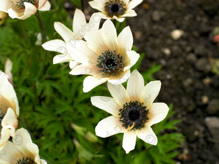 Dormers-10 
 An Anemone in the white border. 
 Keywords: garden west sussex sussex flowers flower beds chalk countryside white Anemone