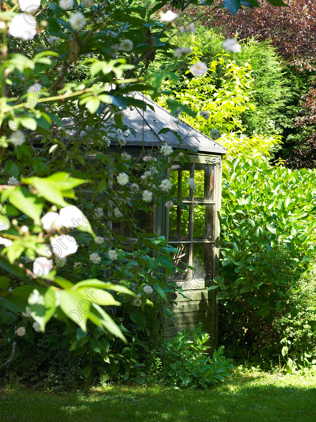 Wildlife garden-8 
 A summerhouse amongst the shrubs. 
 Keywords: garden sussex flowers wildlife wild summerhouse